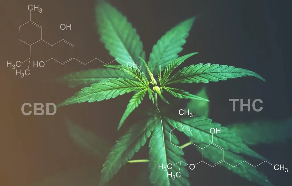 thc