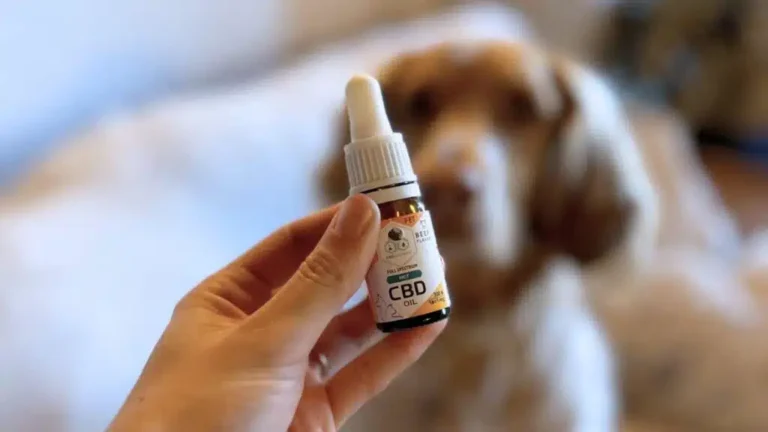 cbd-para-perros