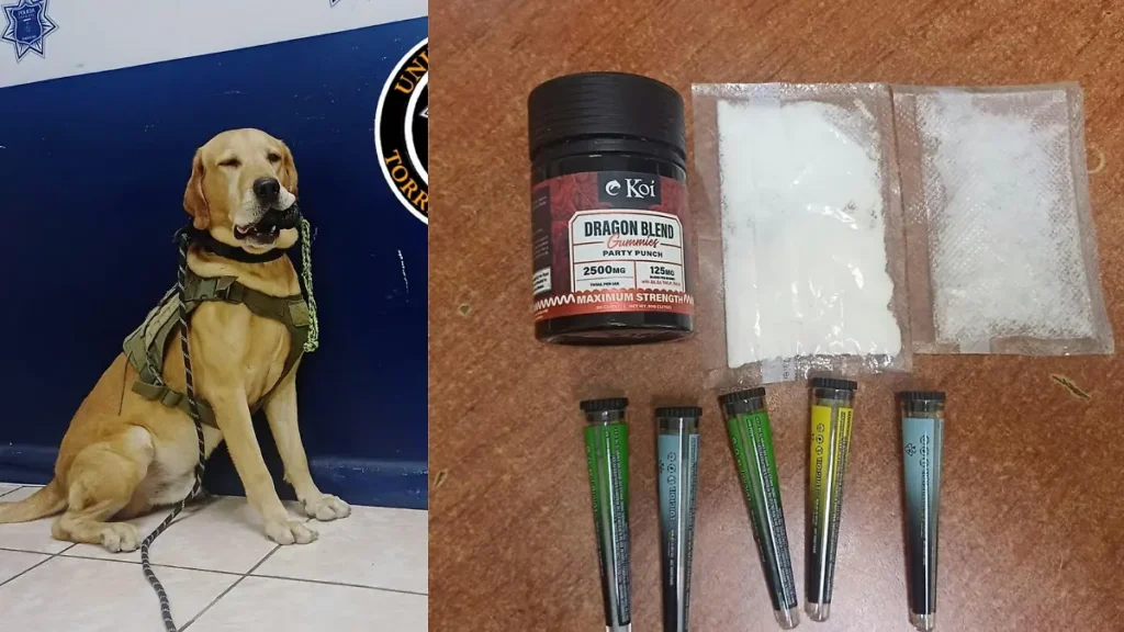 canino