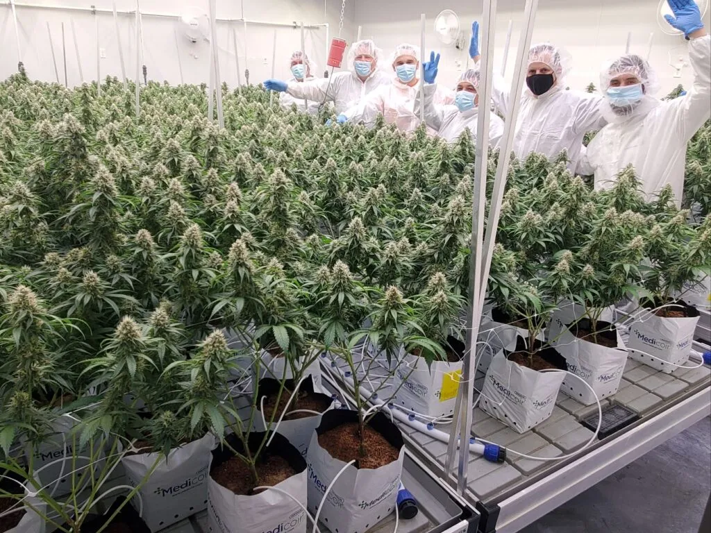 dispensario-cannabis-indigena