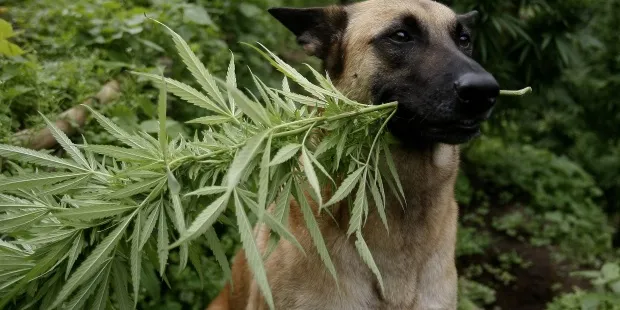marihuana-perro