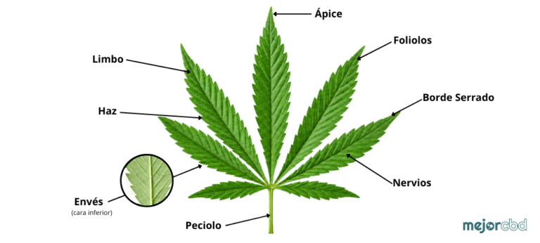 partes-hoja