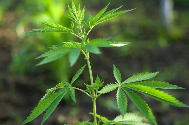 marijua