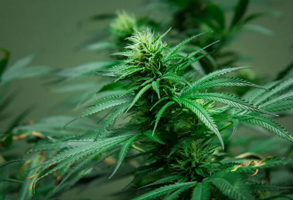 negocio-con-cannabis